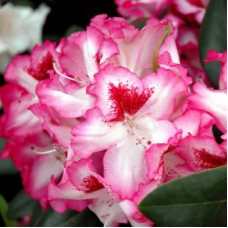 Рододендрон гибридный (Rhododéndron hybrida Hachmann's Charmant)