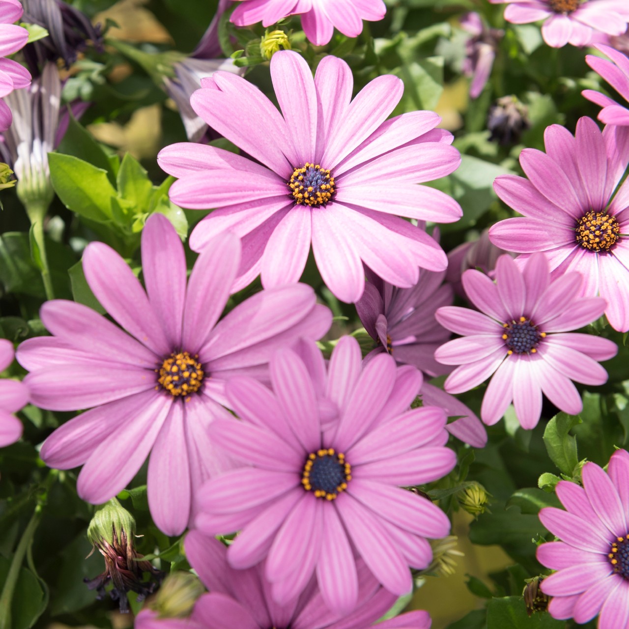 Остеоспермум Margarita Lilac