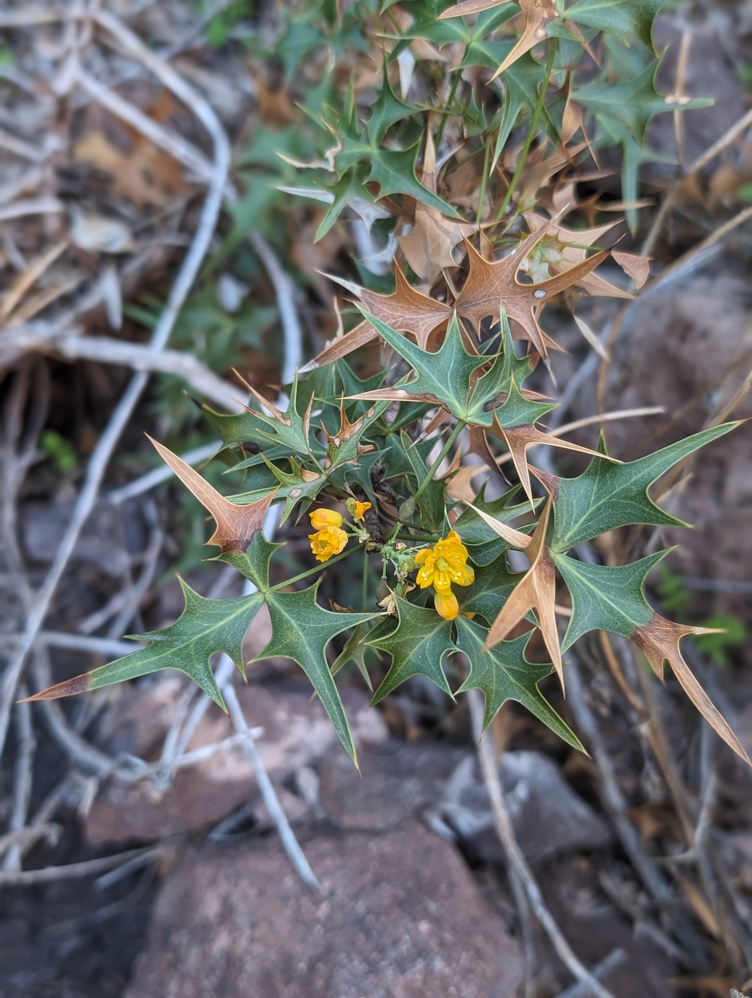 international backfill (iNaturalist): Berberis
