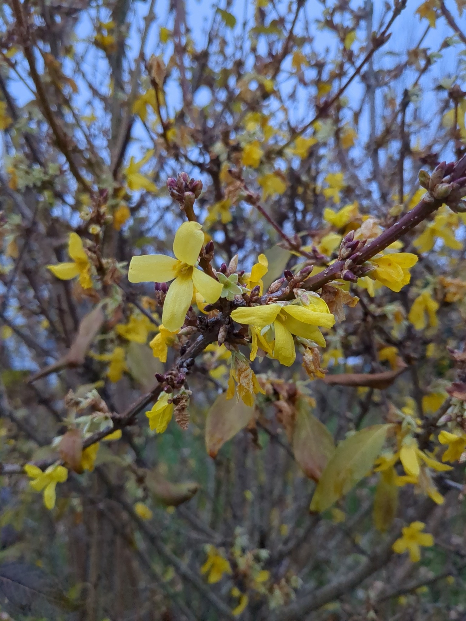 international backfill (iNaturalist): Forsythia
