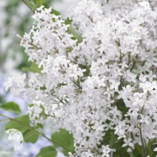 Сирень Мейера (Syringa meyeri Flowerfesta white)