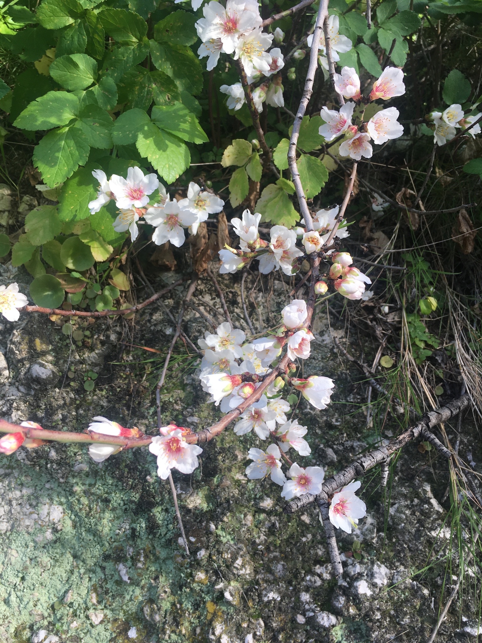international backfill (iNaturalist): Prunus dulcis