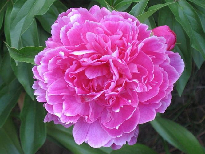 Пион травянистый Amabilis