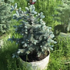 Ель колючая Hoopsii