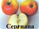 Яблоня "Сергиана" Садоград 2хлетние саженцы