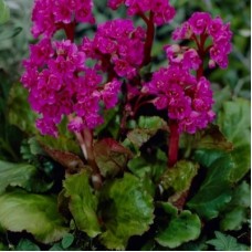 Бадан (Bergenia Abendglut)
