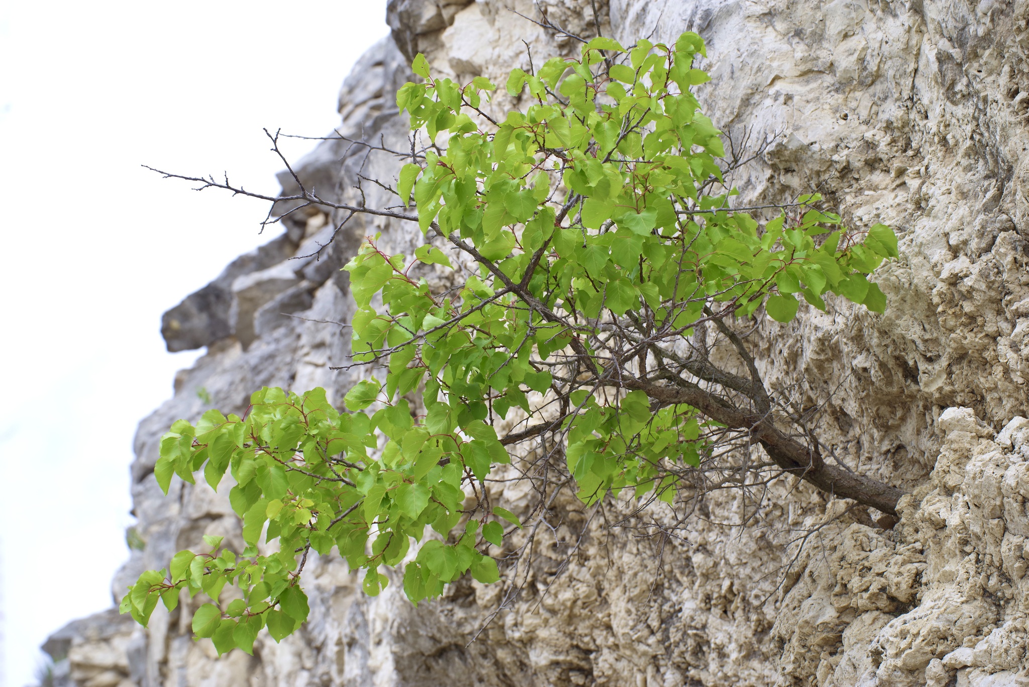 international backfill (iNaturalist): Prunus armeniaca