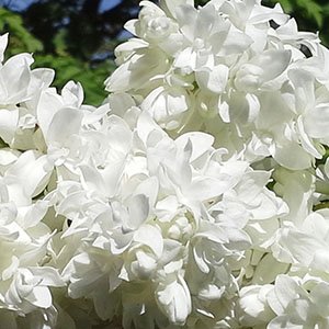 Сирень "Лиега"