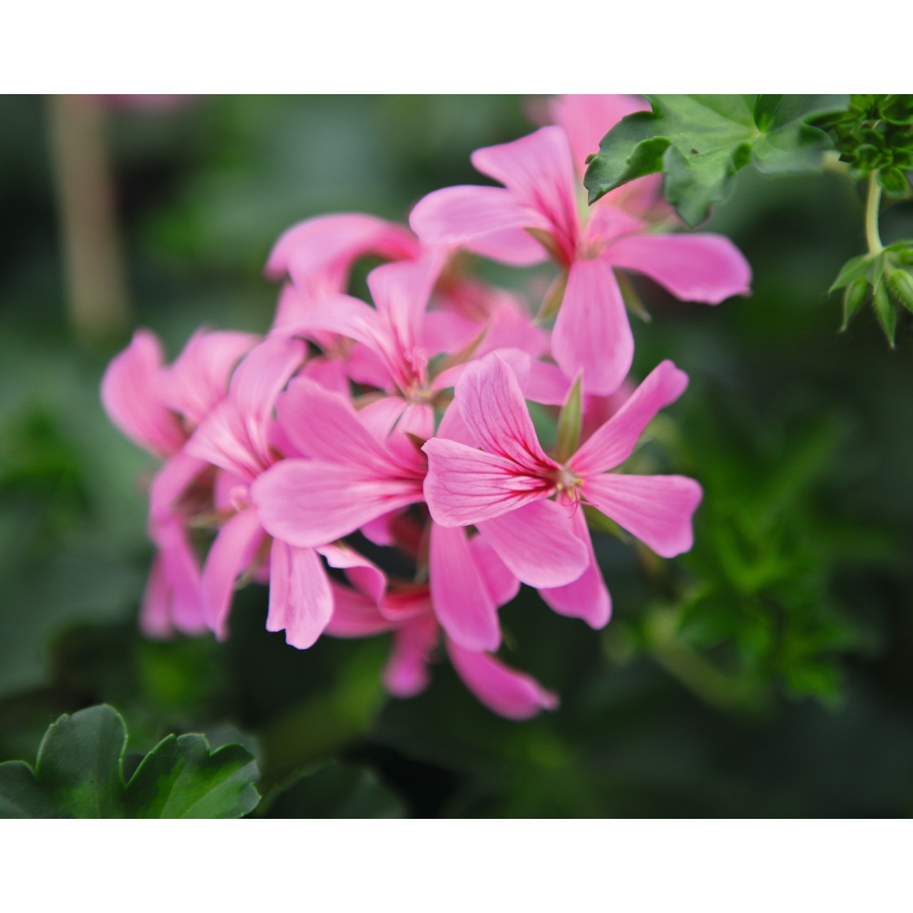 Пеларгония Classic Single Decora Lilac