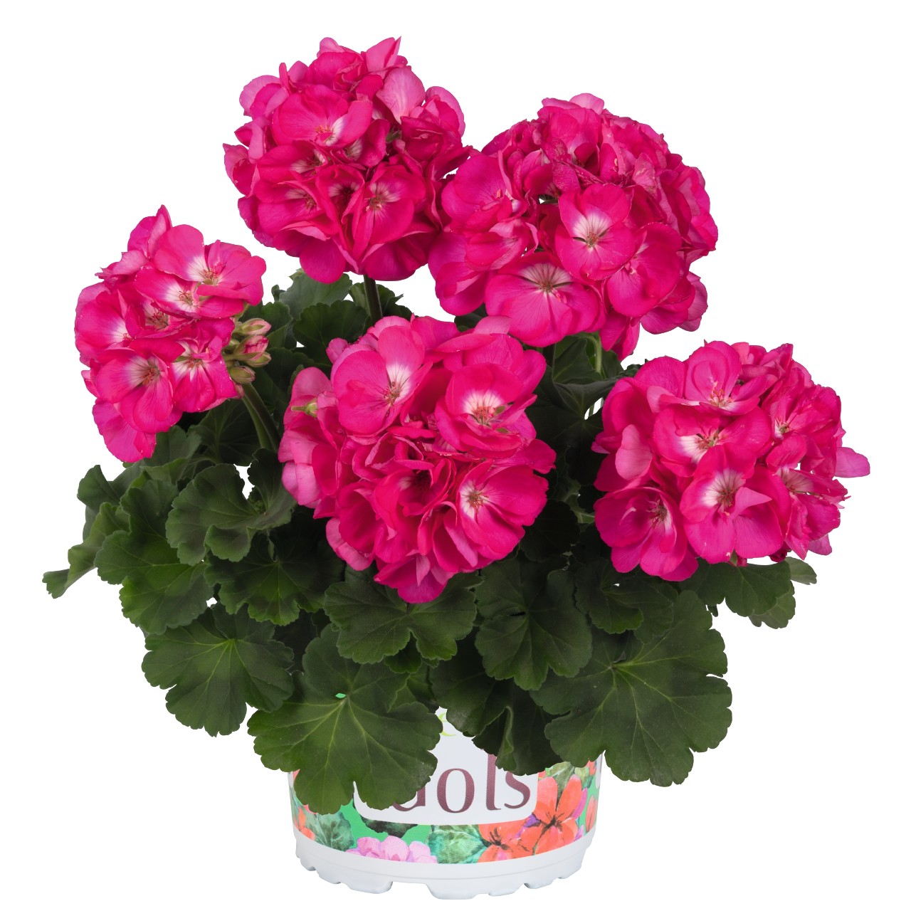 Пеларгония Green Idols Rose with Eye