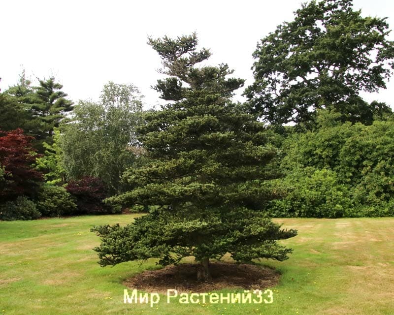 pikhta-abies-koreyskaya-v-gorshke