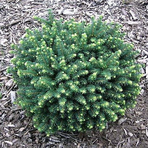 Ель колючая Kuba