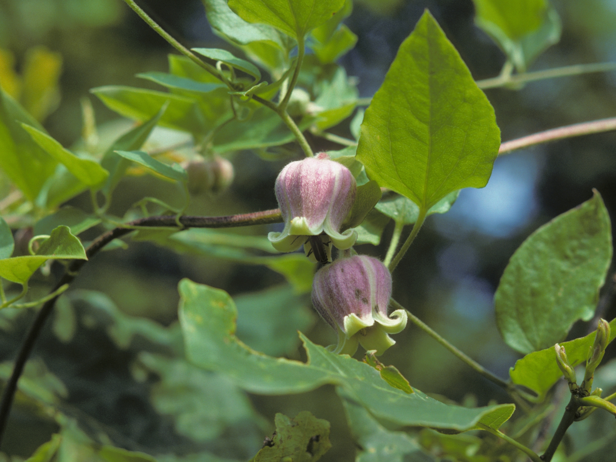 international backfill (iNaturalist): Clematis