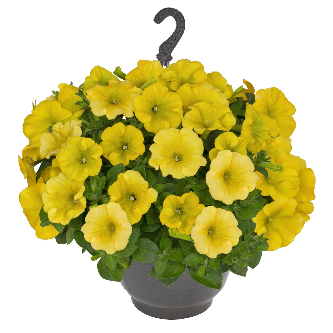 Петуния Sweetunia Canary Yellow