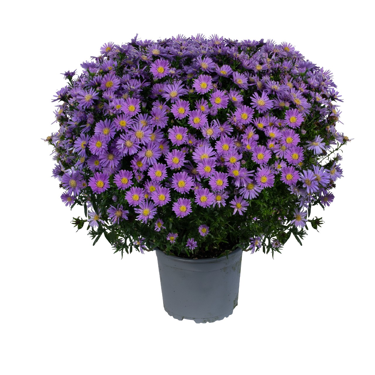 Астра Aurora Blue
