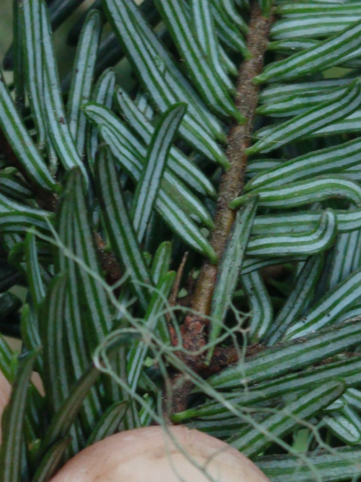 international backfill (iNaturalist): Abies
