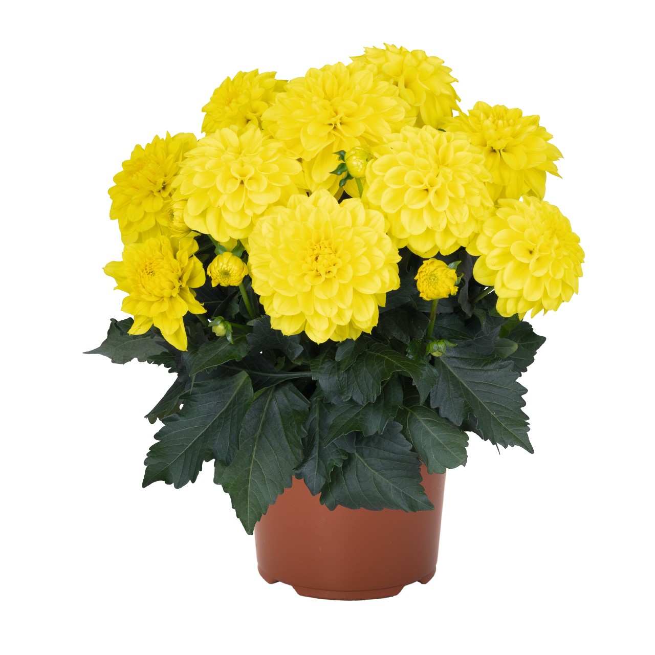 Георгина Hypnotica Yellow