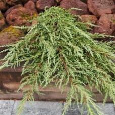 Можжевельник обыкновенный (Juniperus communis Ristol)