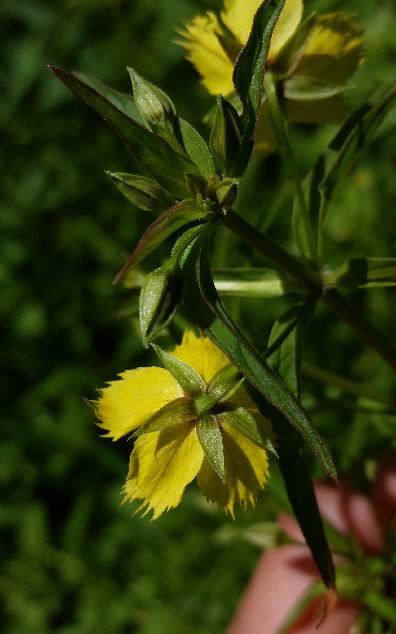international backfill (iNaturalist): Lysimachia