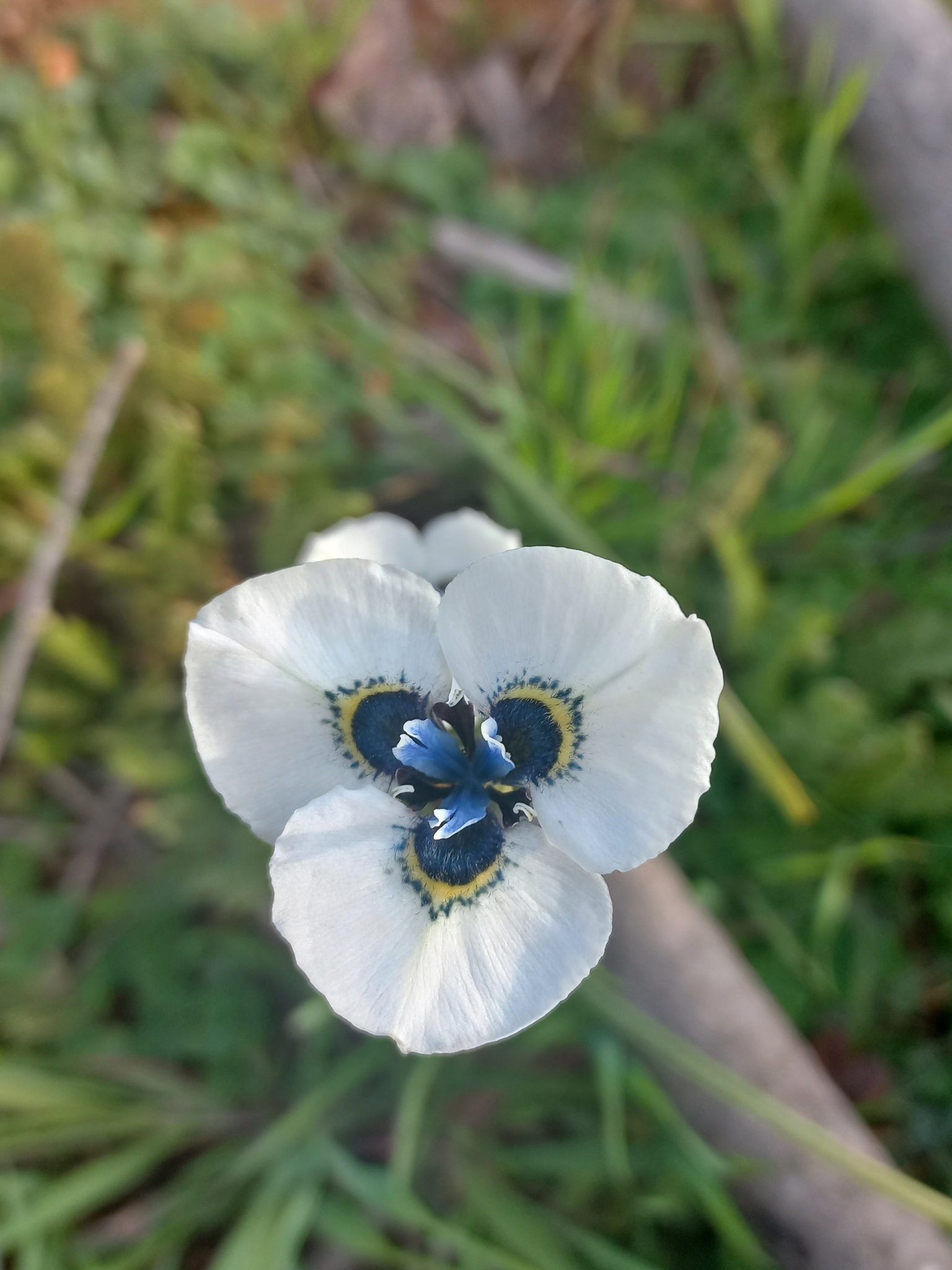 international backfill (iNaturalist): Anastasia