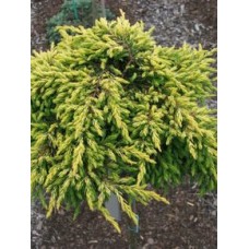 Можжевельник обыкновенный (Juniperus communis Goldschatz)