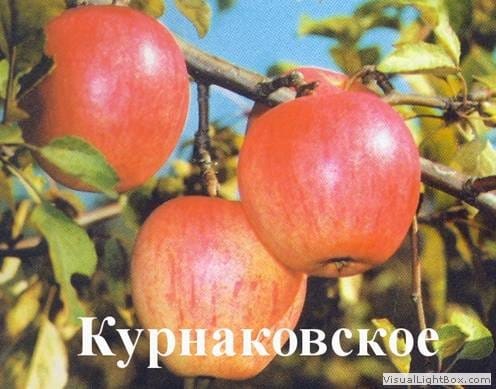 Яблоня Курнаковское