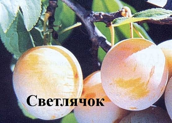 Слива Светлячок