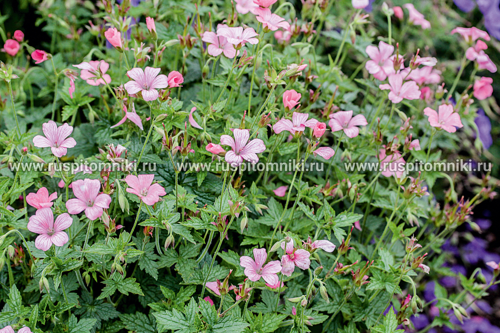 Герань Эндриса Wargrave Pink