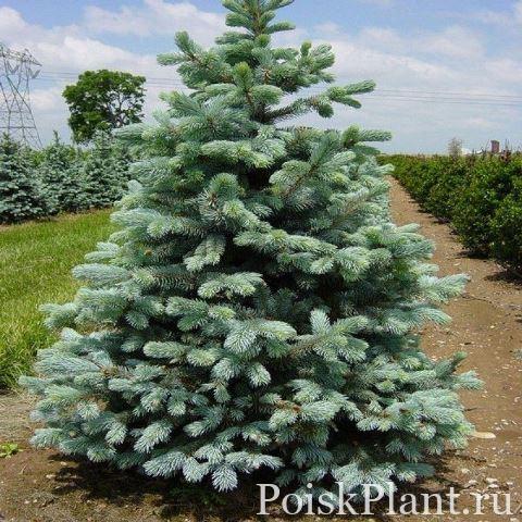 Ель колючая Glauca Arizonica