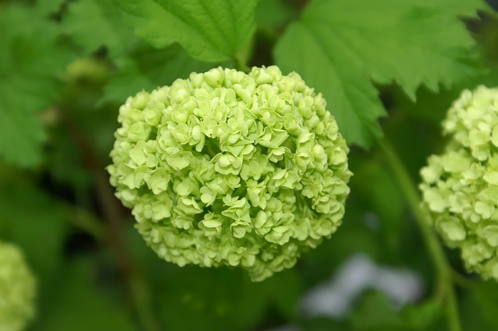 Калина Roseum