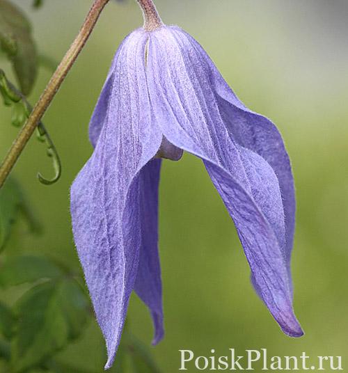 Клематис альпийский Frances Rivis