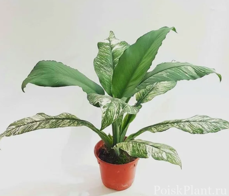 Спатифиллум гибридный Sensation Variegata
