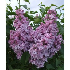 Сирень гиацинтовая Серебряные Звезды (Syringa hyacinthiflora )