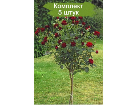 Штамбовая Роза Блэк Баккара