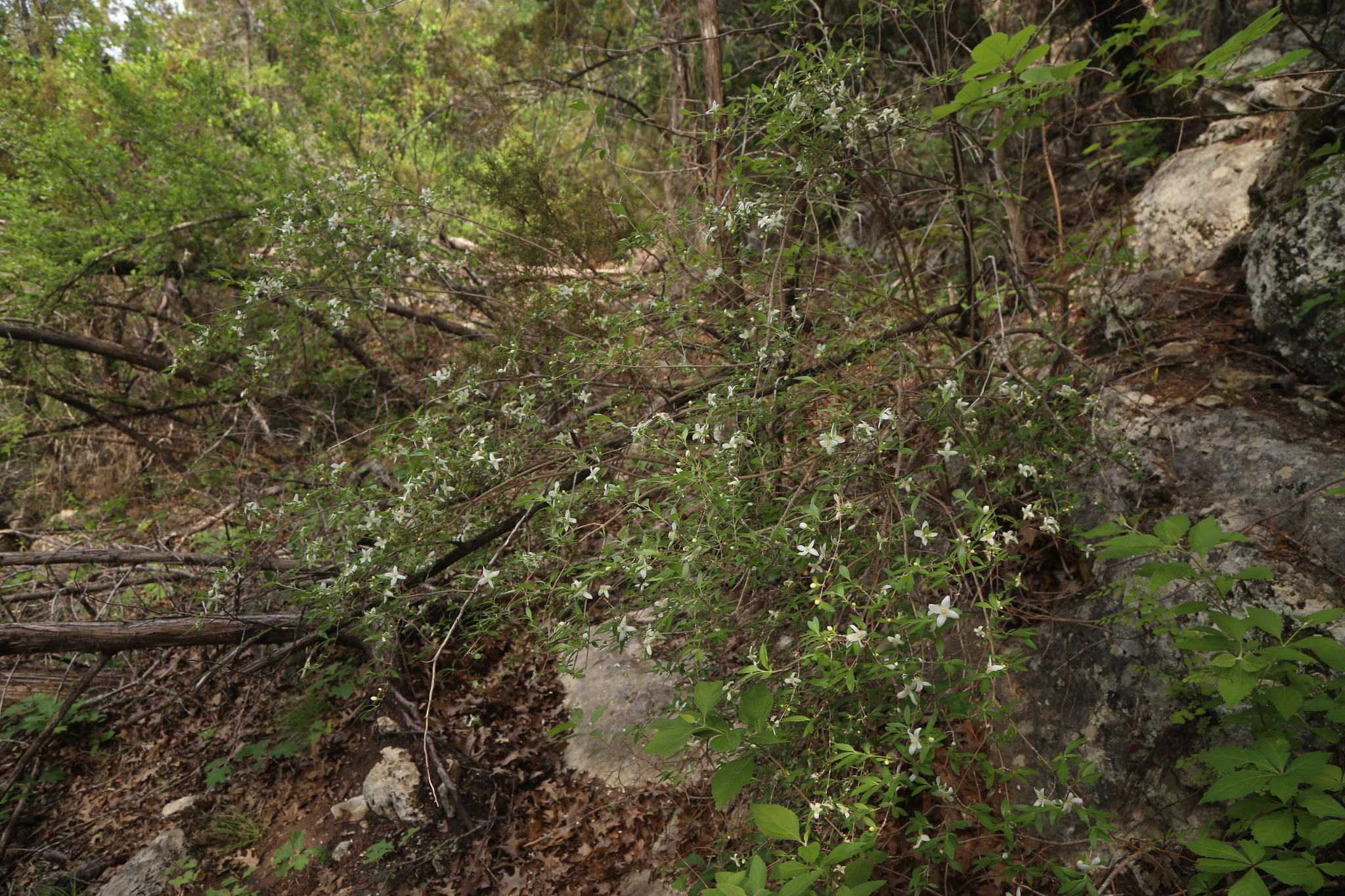 international backfill (iNaturalist): Philadelphus