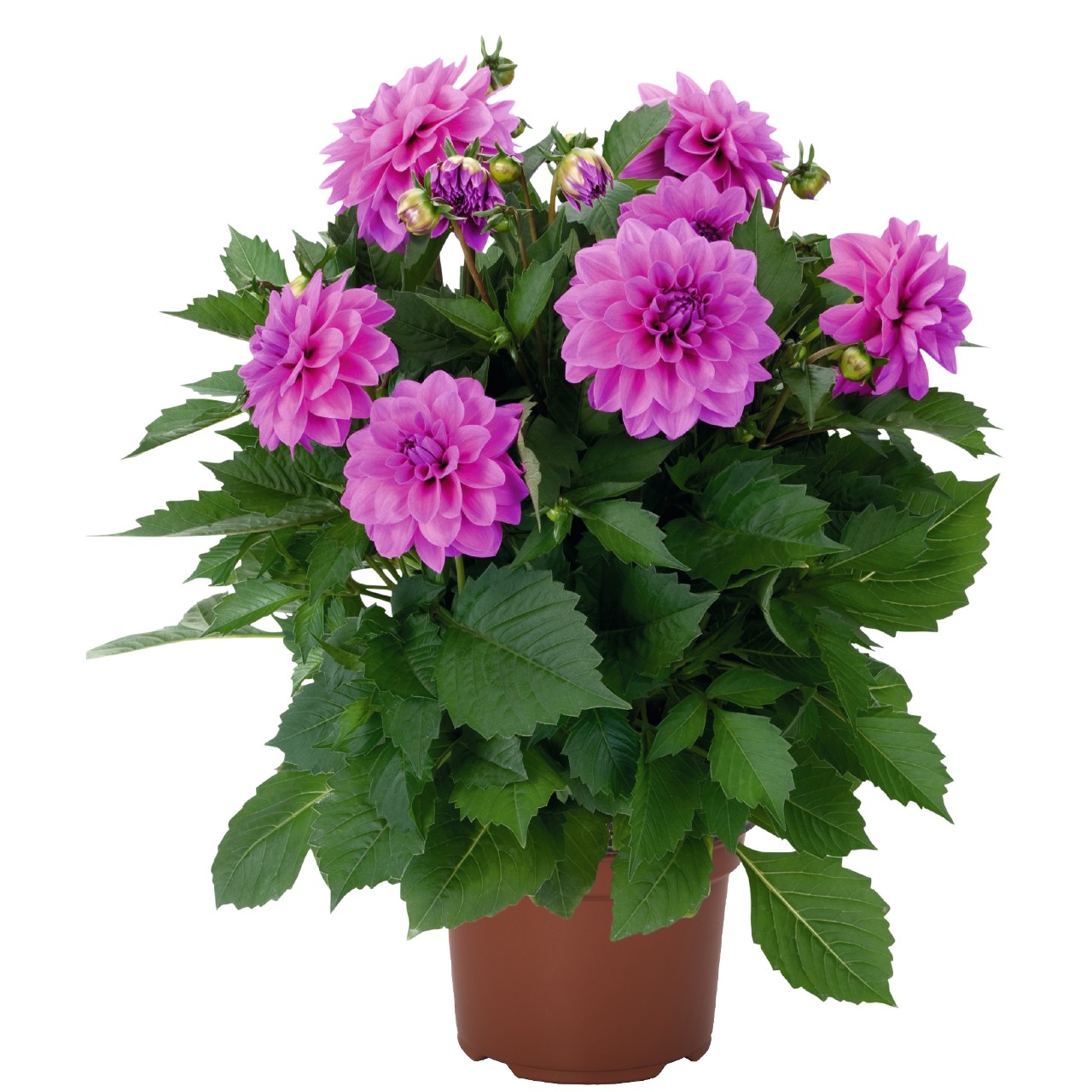 Георгина Hypnotica Lavender