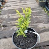 Туя западная Холмструп Еллоу | Thuja occidentalis Holmstrup Yellow (С2)