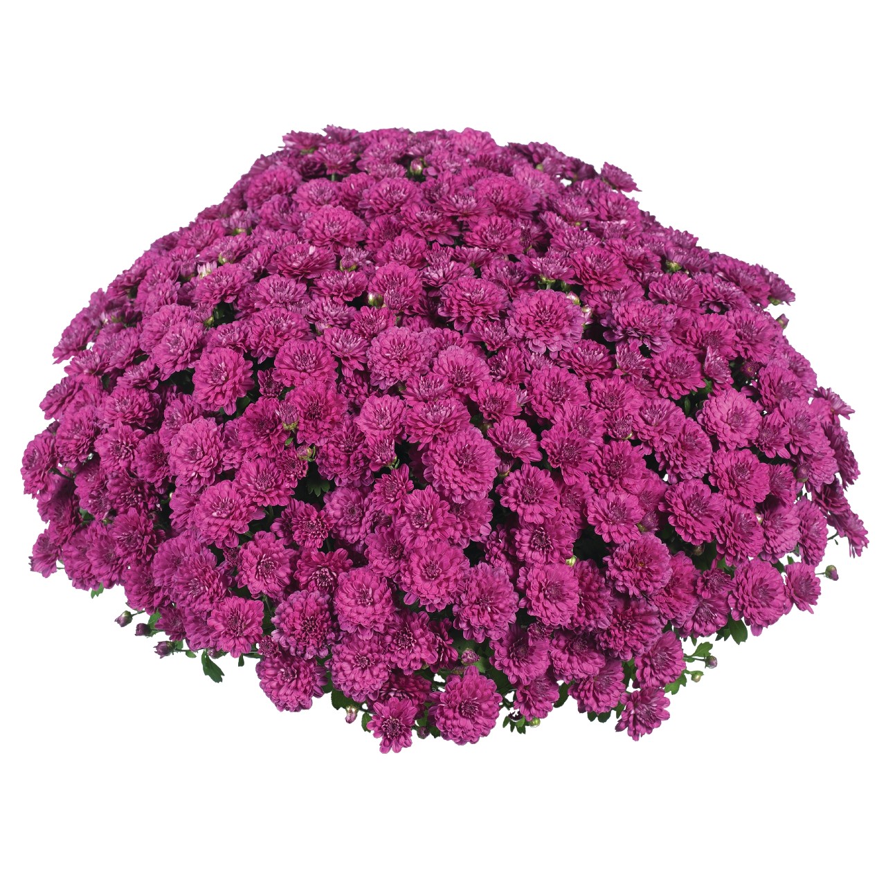 Хризантема Cherry Purple