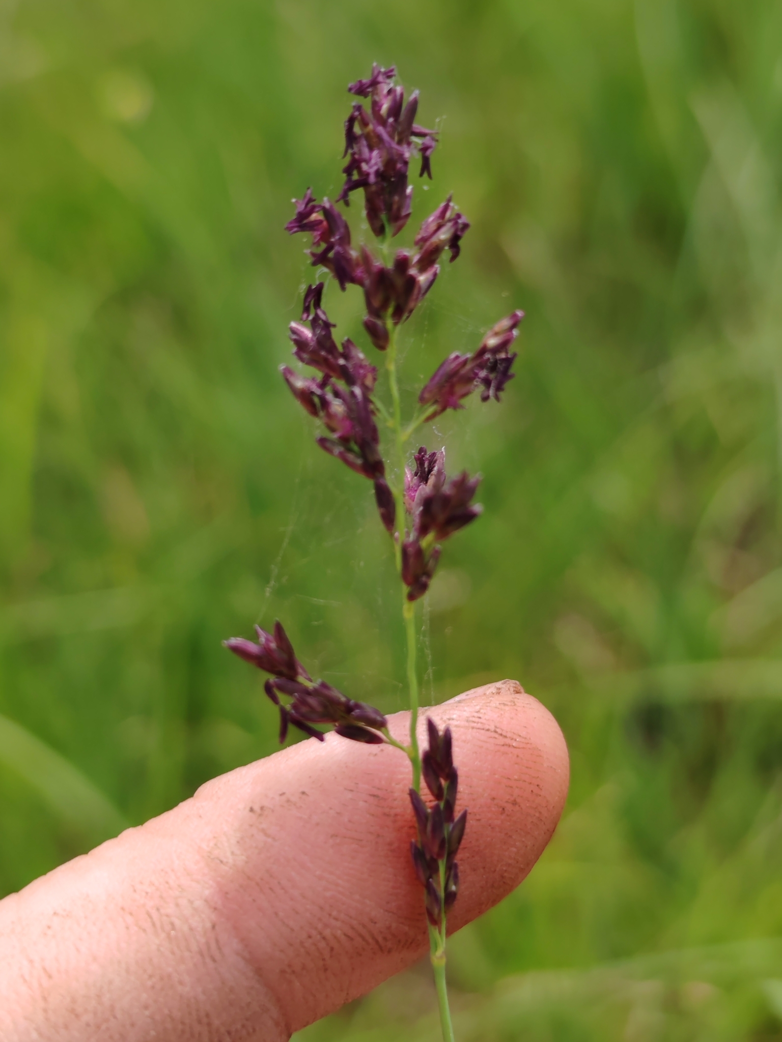 international backfill (iNaturalist): Molinia