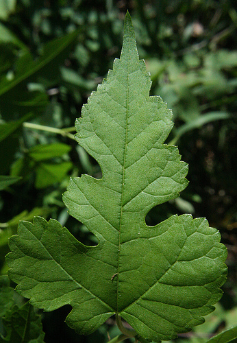 Шелковица красная (Morus rubra)