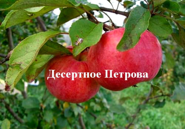 Яблоня Десертное Петрова