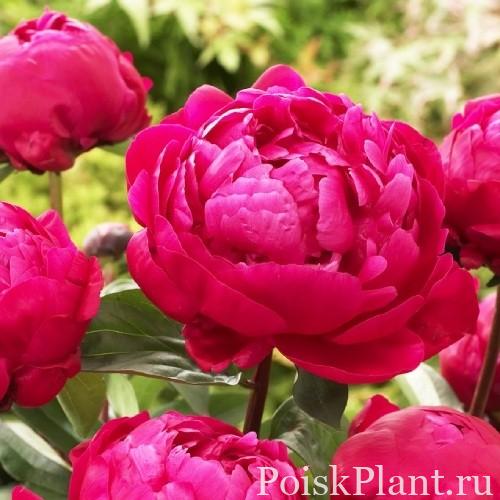 Пион травянистый Red Sarah Bernhardt