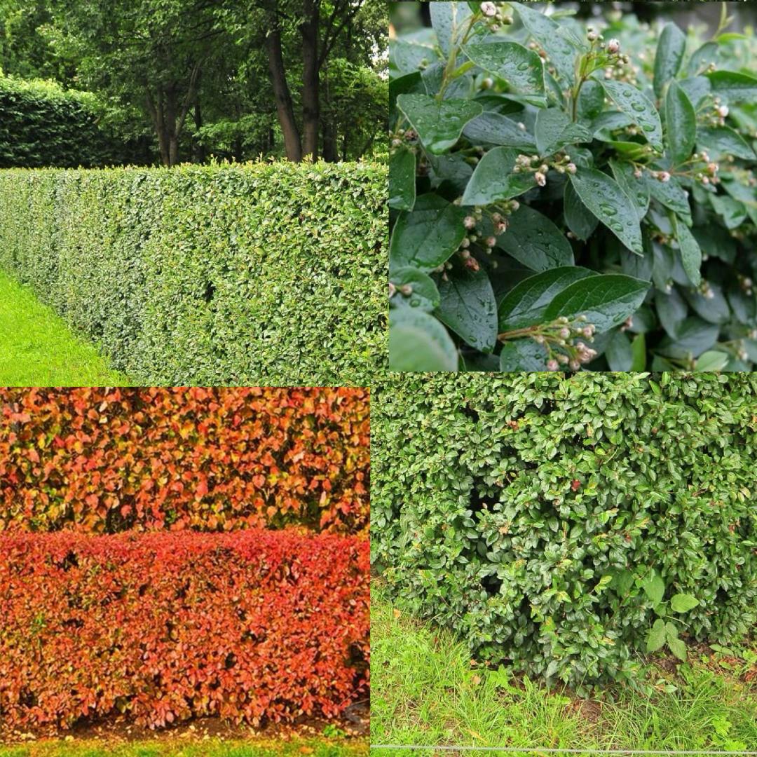 kizilnik-cotoneaster-blestyaschiy