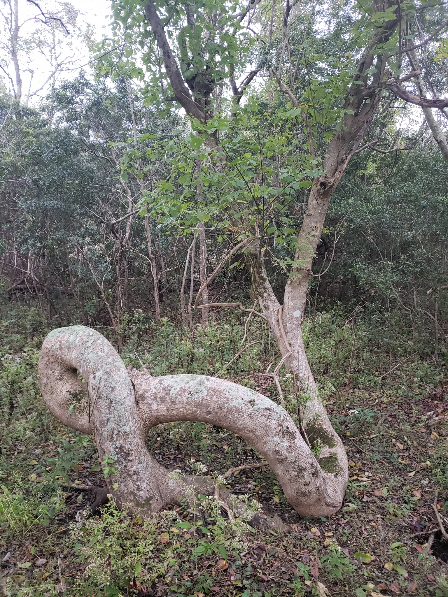 international backfill (iNaturalist): Acer