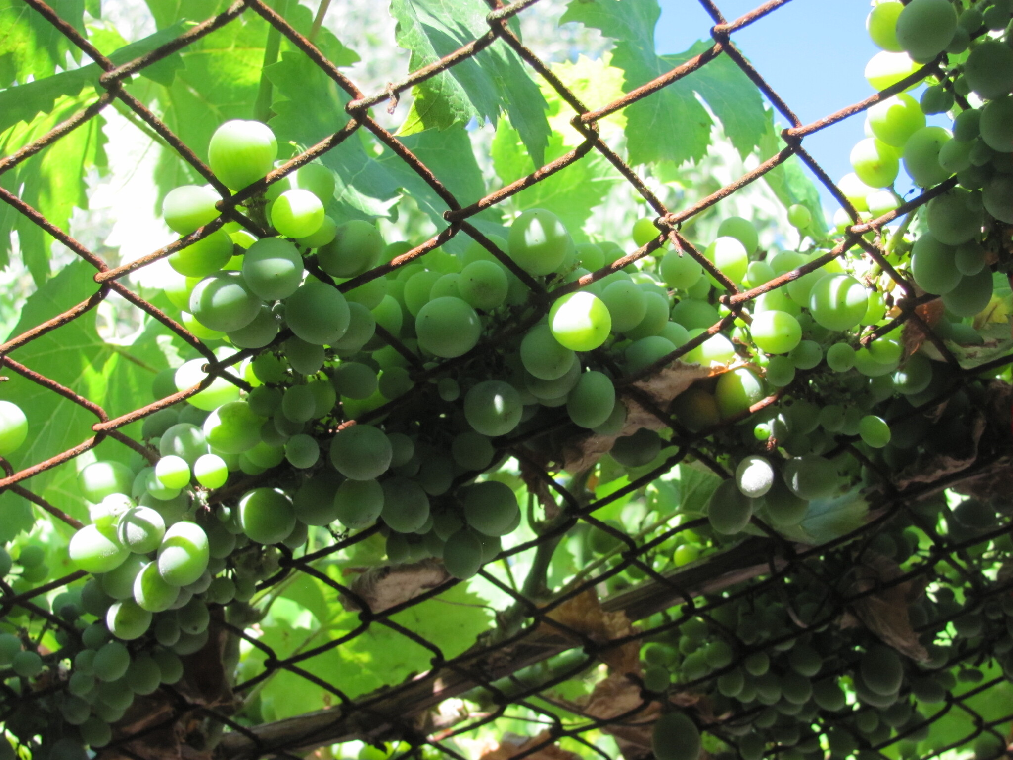 international backfill (iNaturalist): Vitis vinifera