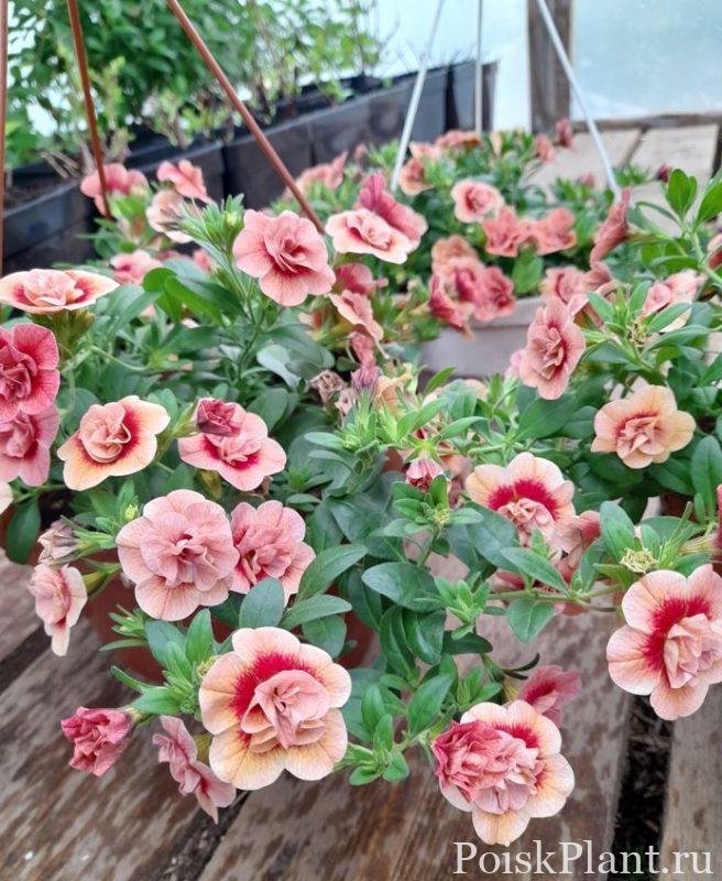 Калибрахоа гибридная Aloha Double Apricot