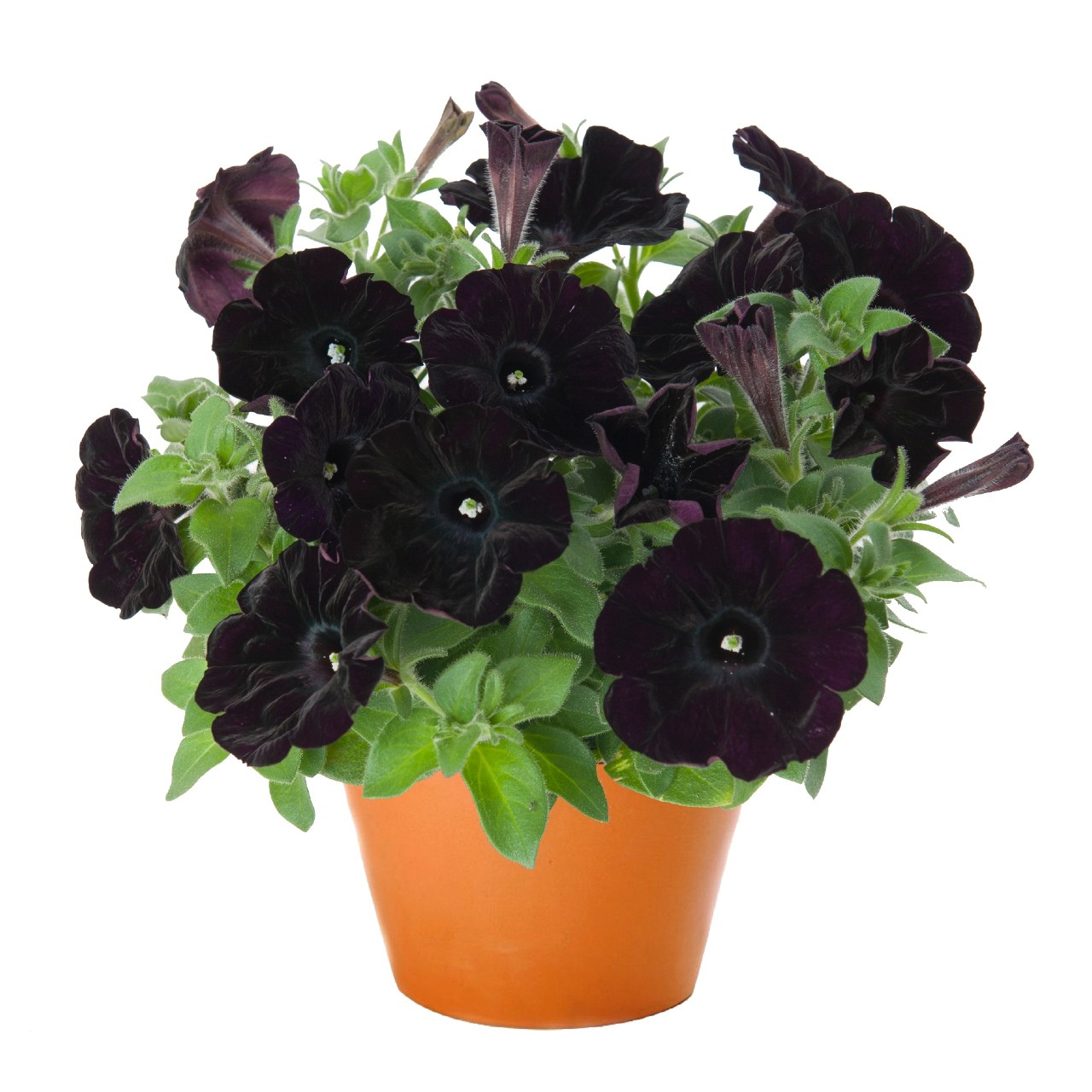 Петуния Sweetunia Black Cowboy