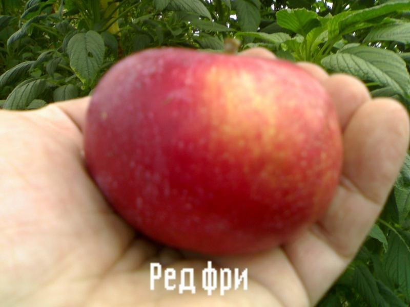 Яблоня "Ред Фри" (США) Садоград 2хлетние саженцы