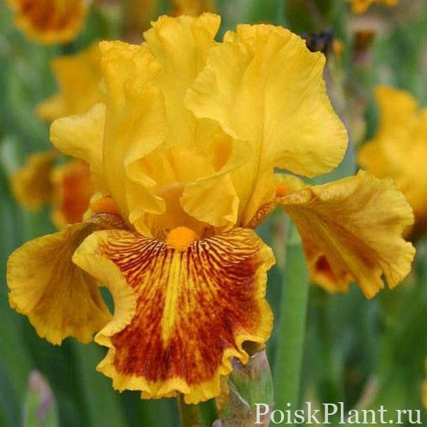 Ирис бородатый Dazzling Gold