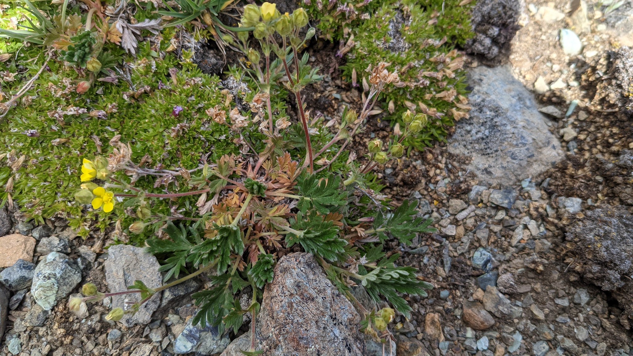 international backfill (iNaturalist): Potentilla